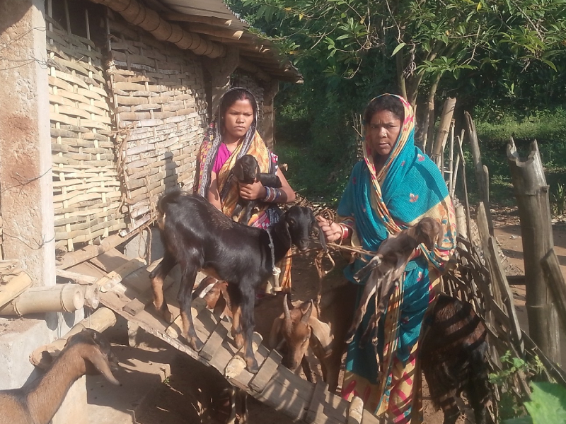 AMMACHI Labs Expands Holistic Goat Rearing Programme Across Hindol BlockEmpowering 100 Families With Sustainable Livelihoods