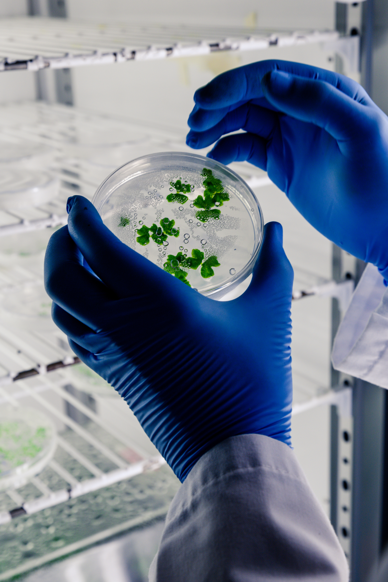 Laboratory worker examining a substance on a petri dish while conducting coronavirus research