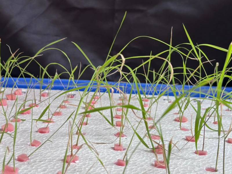 Agronomic Evaluation of Phosphorus Use Efficiency in Traditional Rice Varieties