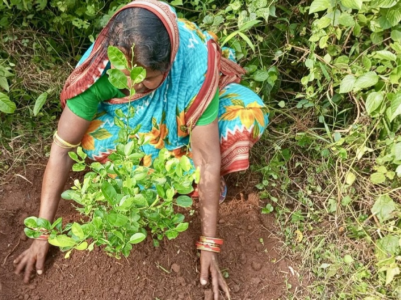 Turning Underutilized Land into Livelihoods: Amrita’s Wadi Project Promotes Sustainable Rural Development2