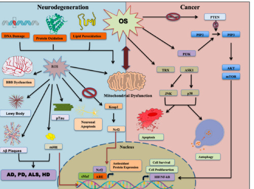 neurodegeneration-img